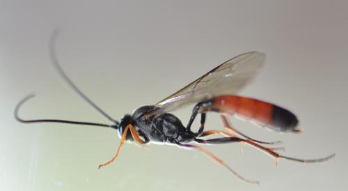Réf. 253 814 : Dusona sp.
